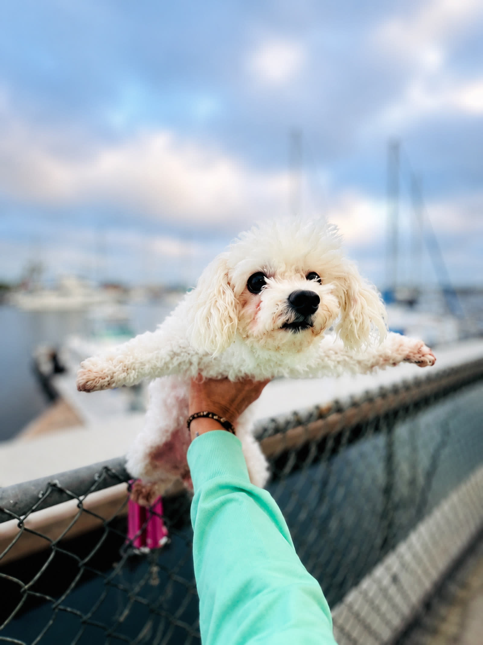 Sophie, Jeanna’s dog, held up over the Marina del Rey harbor